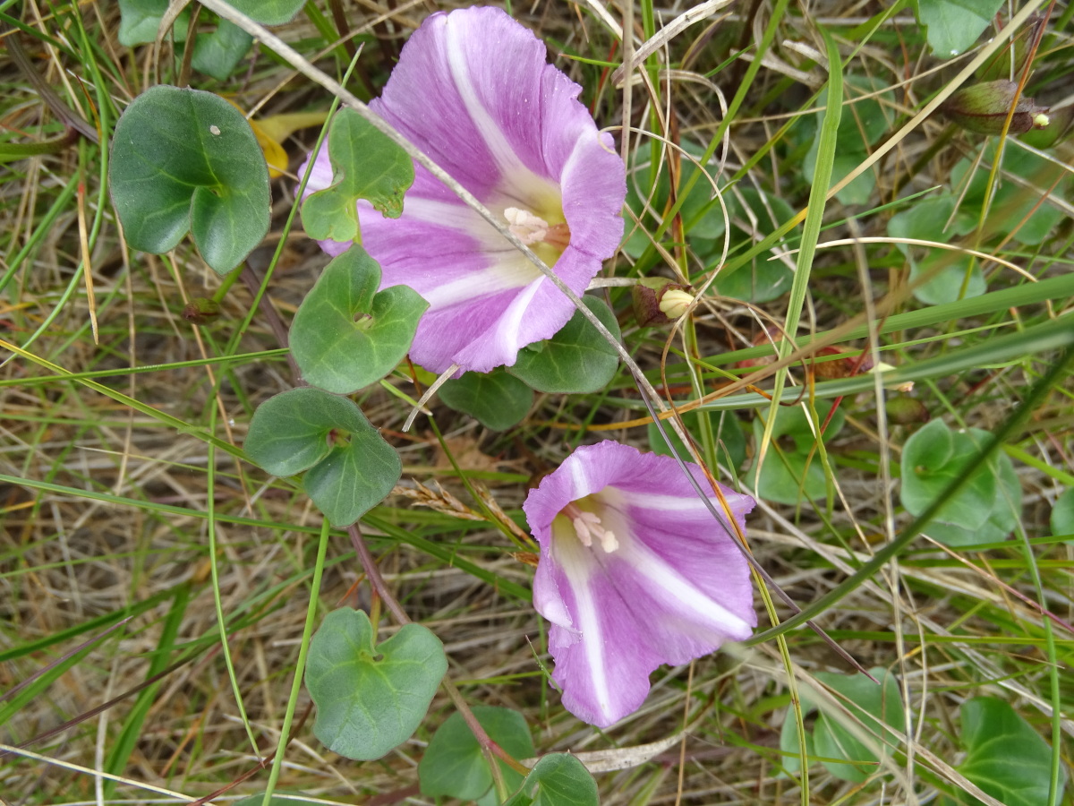 Diapositive Liseron des champs (Convolvulus arvensis) (1).jpeg 