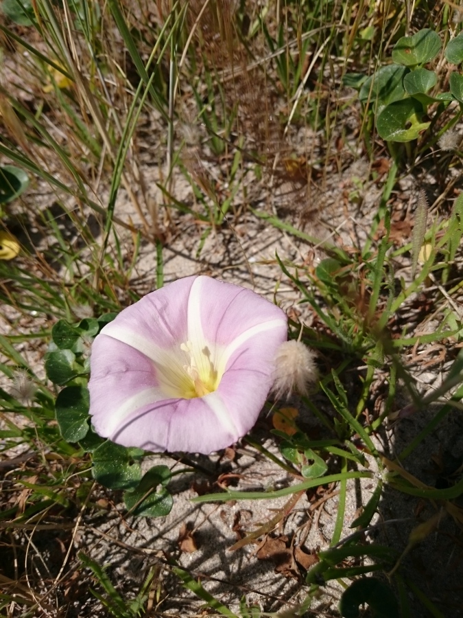 Diapositive Liseron des dunes.jpeg 