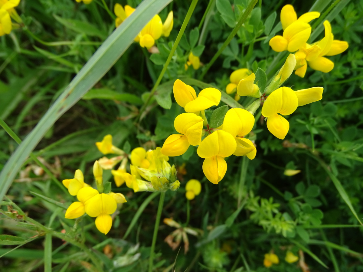 Diapositive Lotier corniculé (Lotus corniculatus) (4).jpeg 