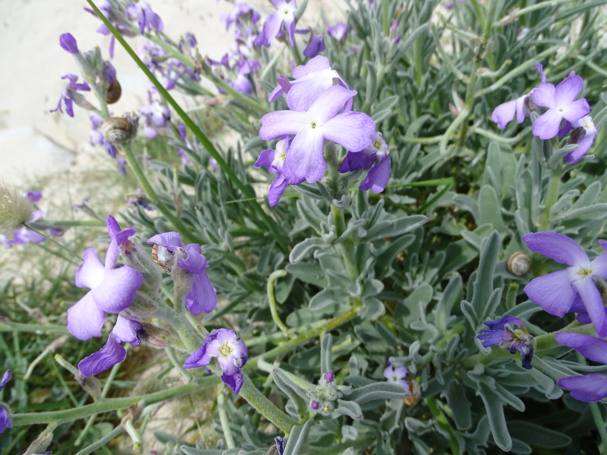 Diapositive Matthiola sinuata - Giroflée des dunes (2).jpeg 