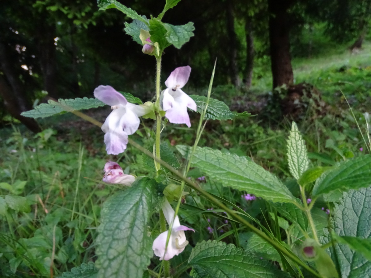 Diapositive Melitte à feuilles de mélisse (Melittis melissophyllum).jpeg 