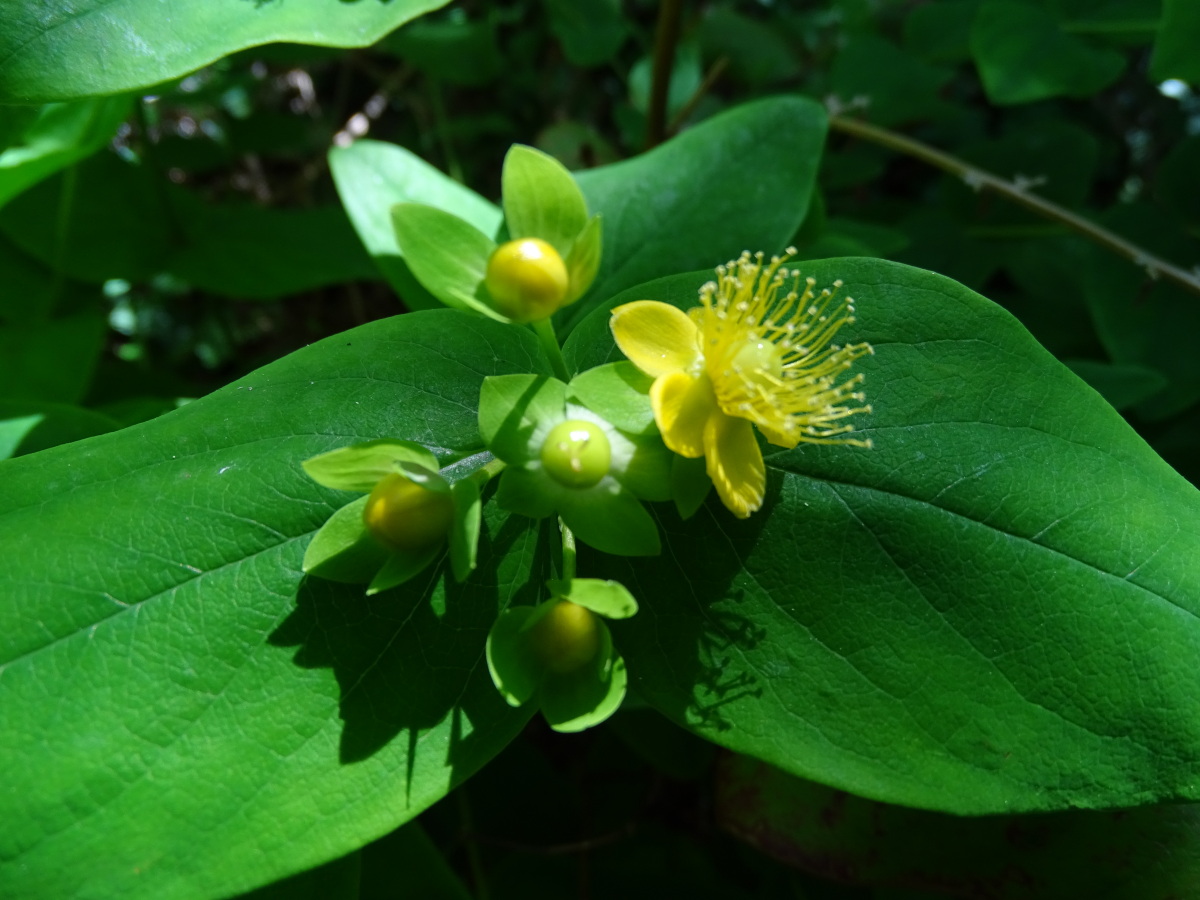 Diapositive Millepertuis elegant (Hypericum pulchrum) (1).jpeg 