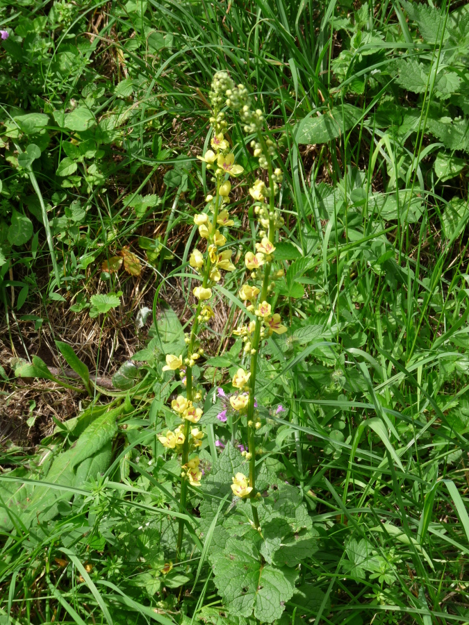 Diapositive Molene bouillon noir (Verbascum nigrum).jpeg 