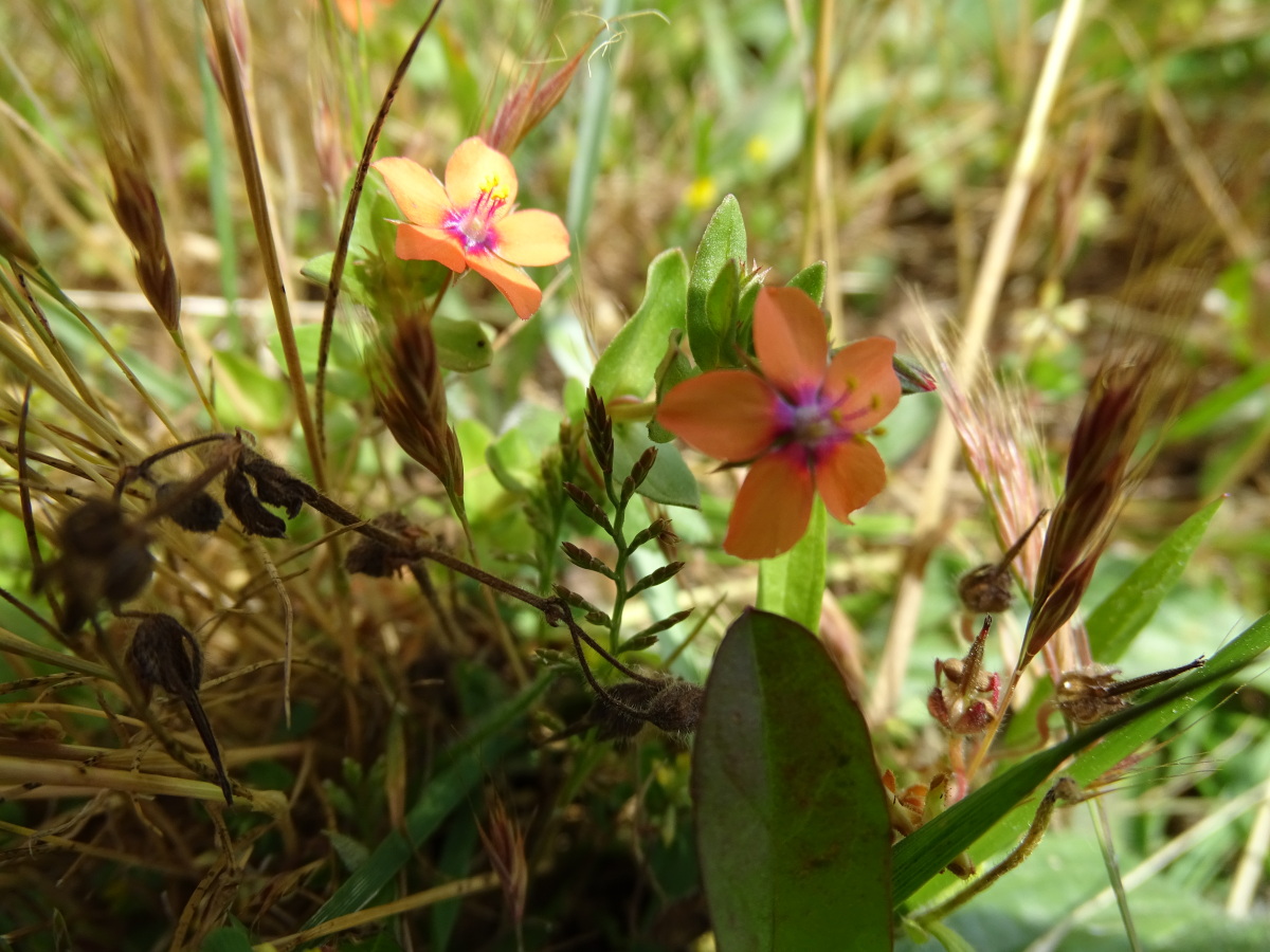 Diapositive Mouron rouge (Anagallis arvensis).jpeg 