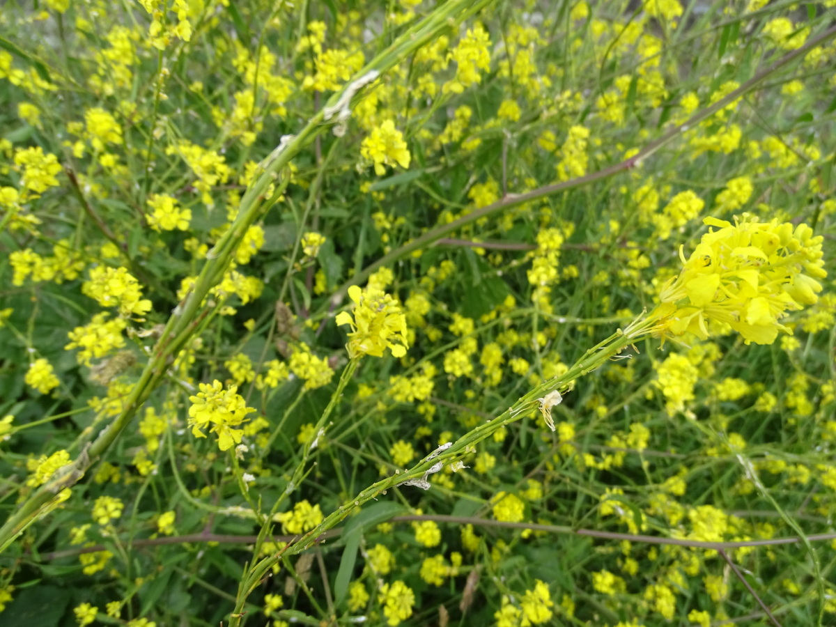 Diapositive Moutarde des champs, Seneve (Sinapis arvensis) (2).jpeg 