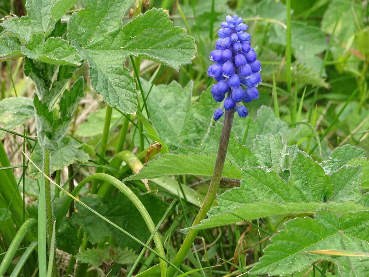 Diapositive Muscari ou Llilas de Terre (1).jpeg 