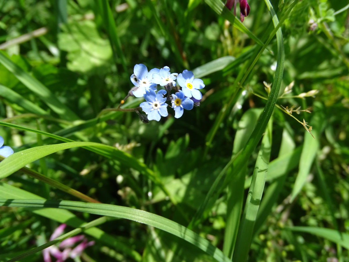 Diapositive Myosotis (Myosotis scarpoides).jpeg 