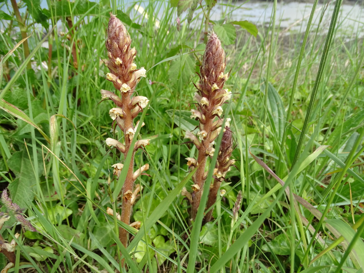 Diapositive Orobanche  (4).jpeg 