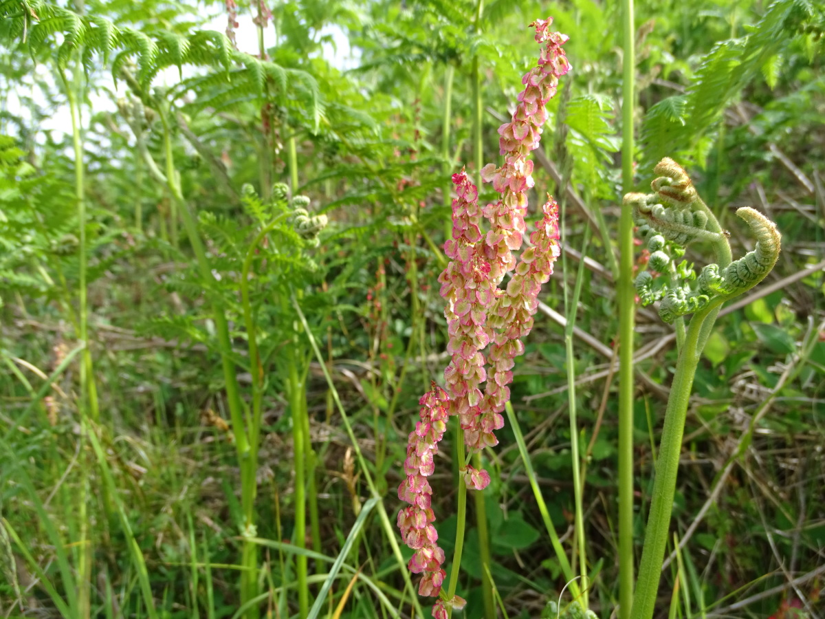 Diapositive Oseille des prés, Vinette surelle, (Rumex acetosa).jpeg 