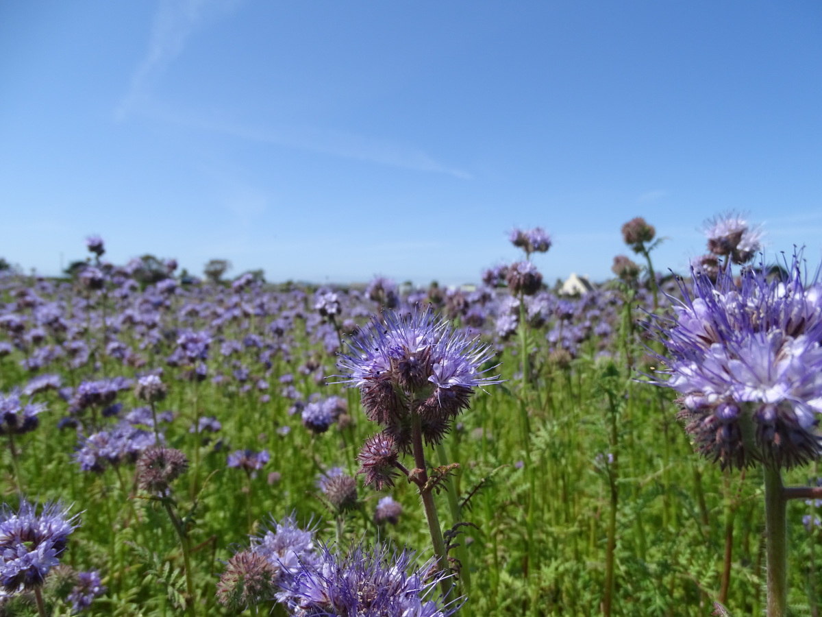 Diapositive Phacelie (Phacelia) (5).jpeg 