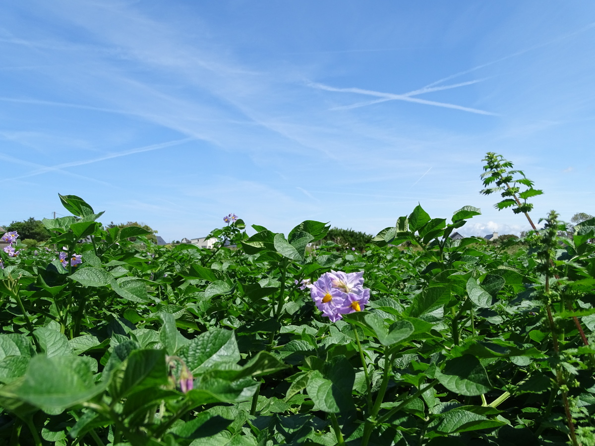 Diapositive Pomme de terre (Solanum tuberosum) (3).jpeg 