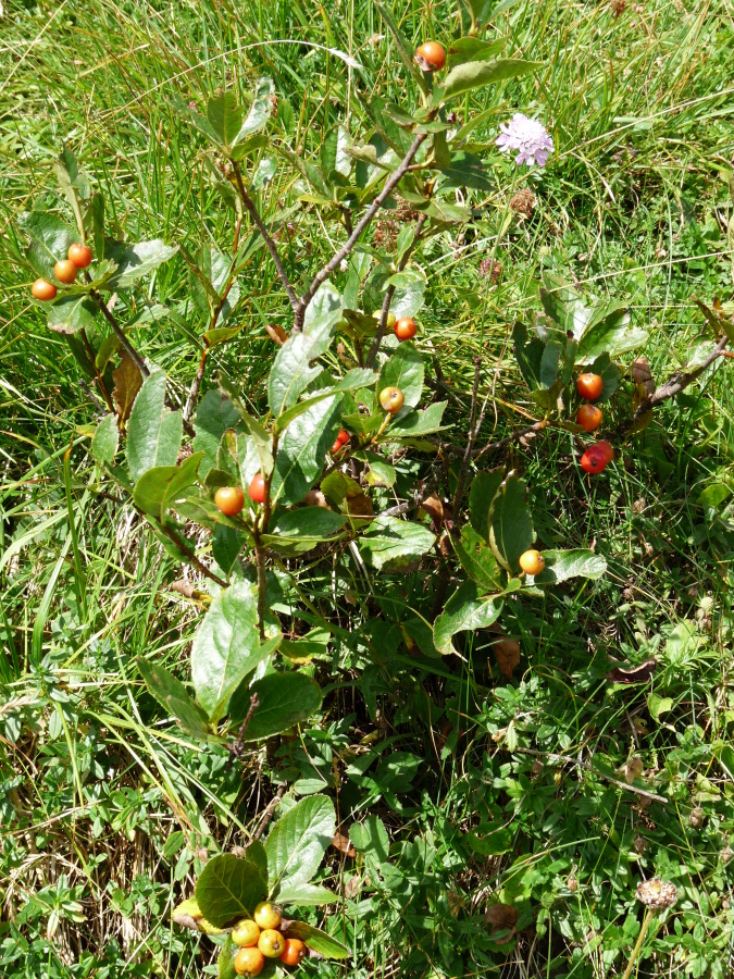 Diapositive Pommier sauvage (Malus sylvestris).jpeg 