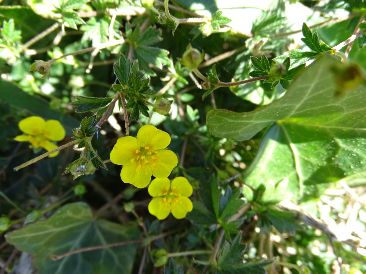 Diapositive Potentille dressée, Tormentille (Potentilla erecta) (1).jpeg 