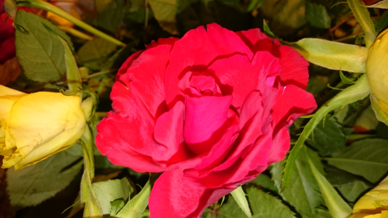 Diapositive Rose (rouge !).jpeg 