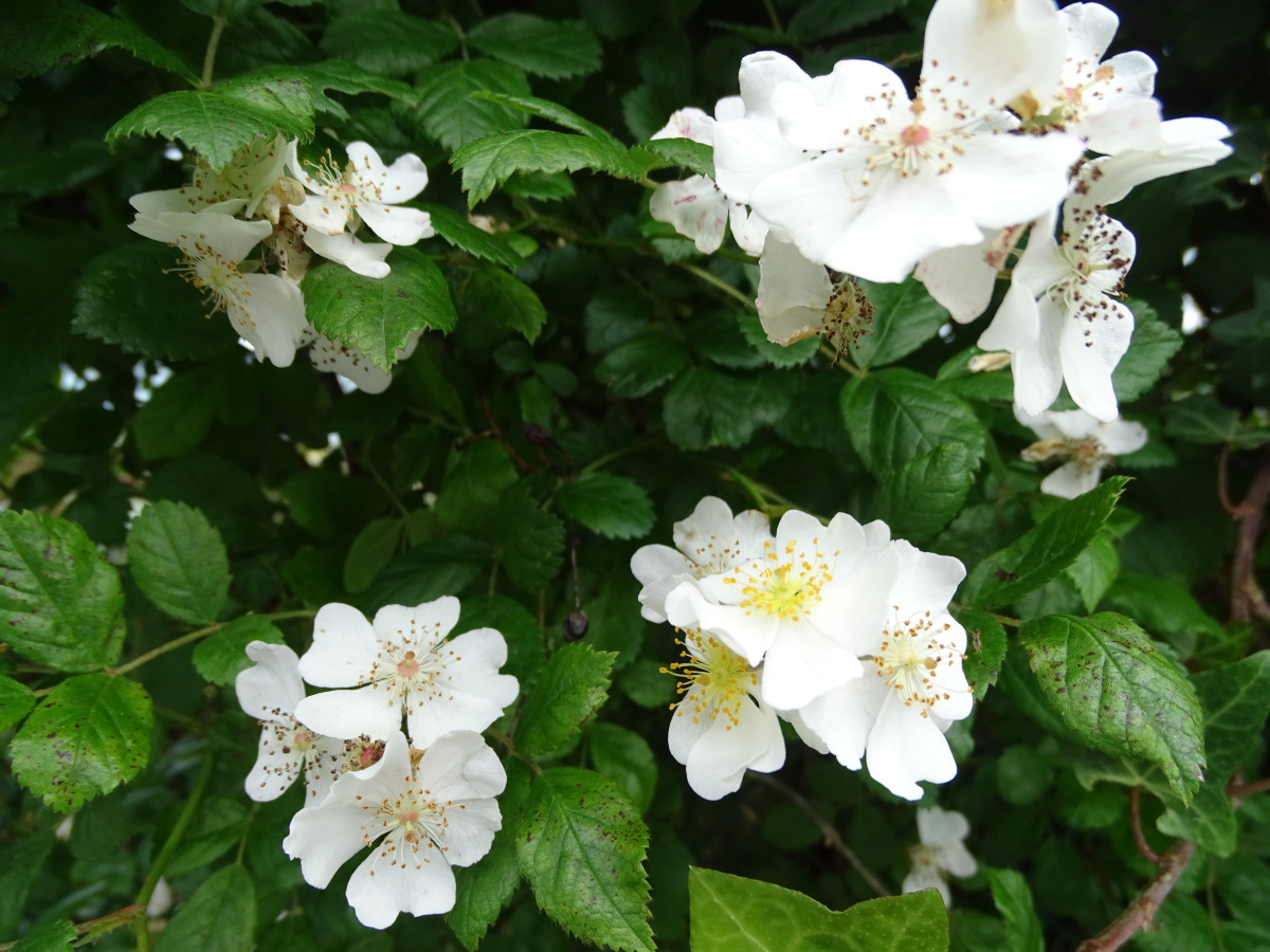 Diapositive Rosier multiflore (Rosa multiflora) (2).jpeg 