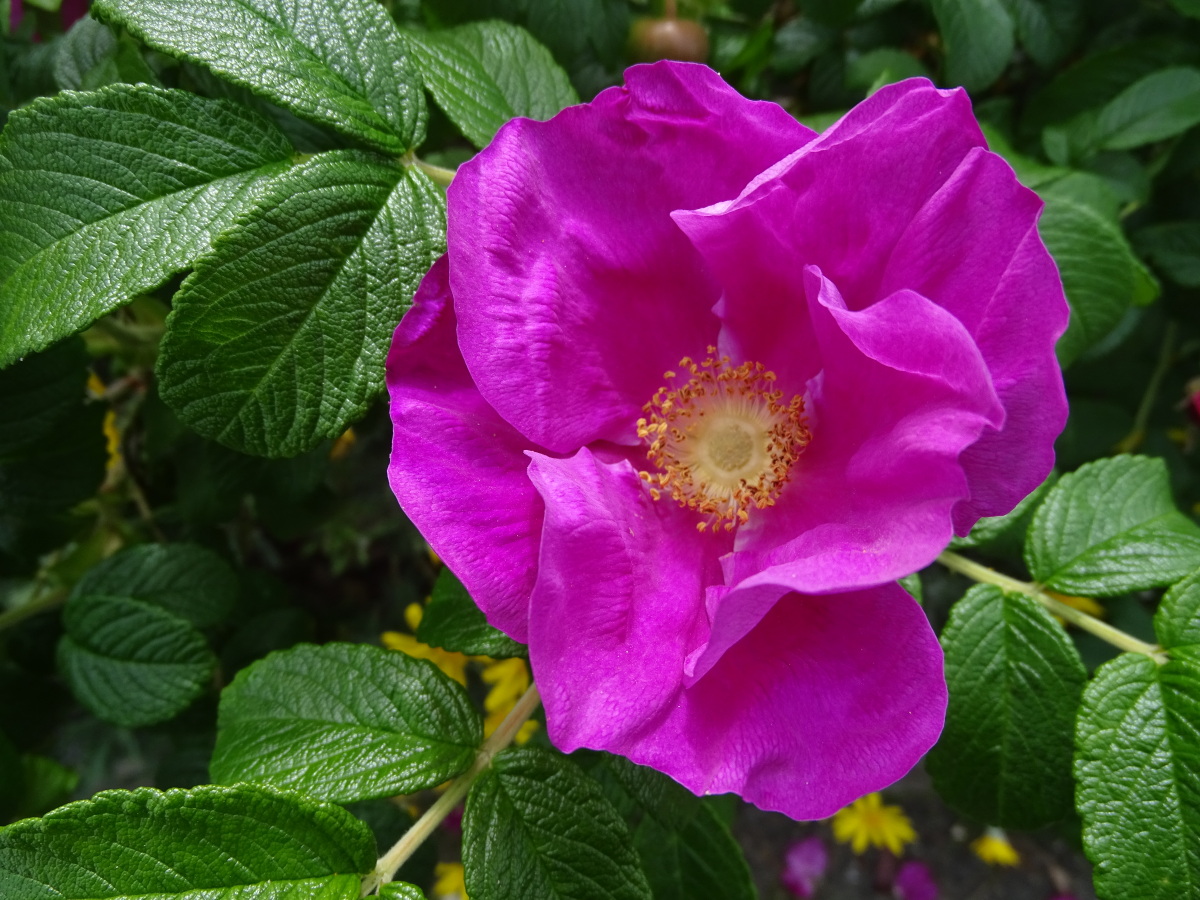 Diapositive Rosier rugueux, Rosier du Japon (Rosa rugosa) (1).jpeg 