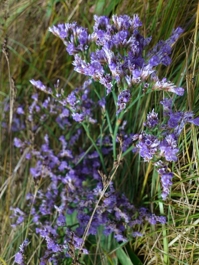 Diapositive Saladelle sinuée - Immortelle bleue _ Limonium sinuatum (2).jpeg 