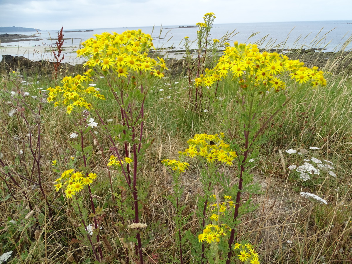 Diapositive Seneçon de Jacob, Seneçon jacobée (Jacobaea vulgaris) (1).jpeg 