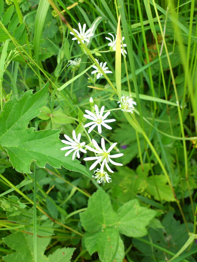 Diapositive Stellaire graminée.jpeg 