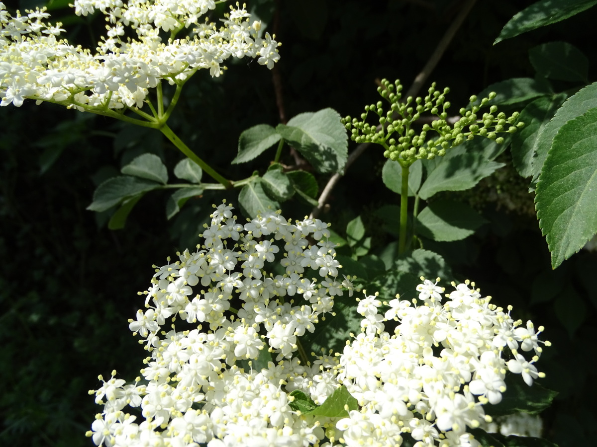 Diapositive Sureau noir, Grand Sureau (Sambucus nigra) (3).jpeg 