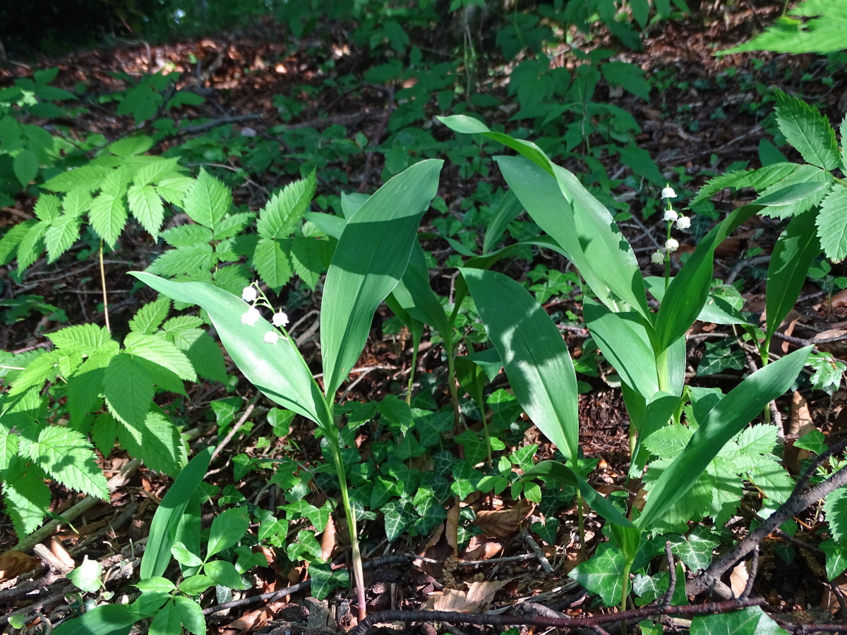 Diapositive Tordo, Muguet (Convallaria majalis) (1).jpeg 