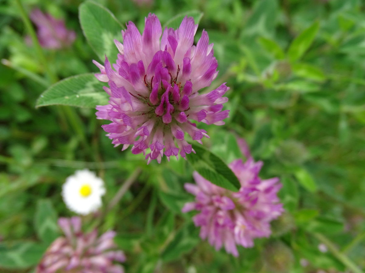 Diapositive Trefle des pres (Trifolium pratense) (1).jpeg 