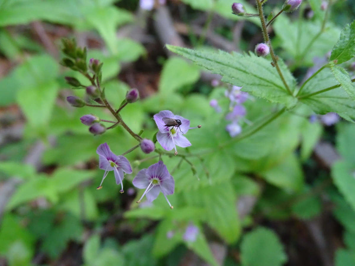 Diapositive Veronique petit-chene (Veronica chamaedrys).jpeg 