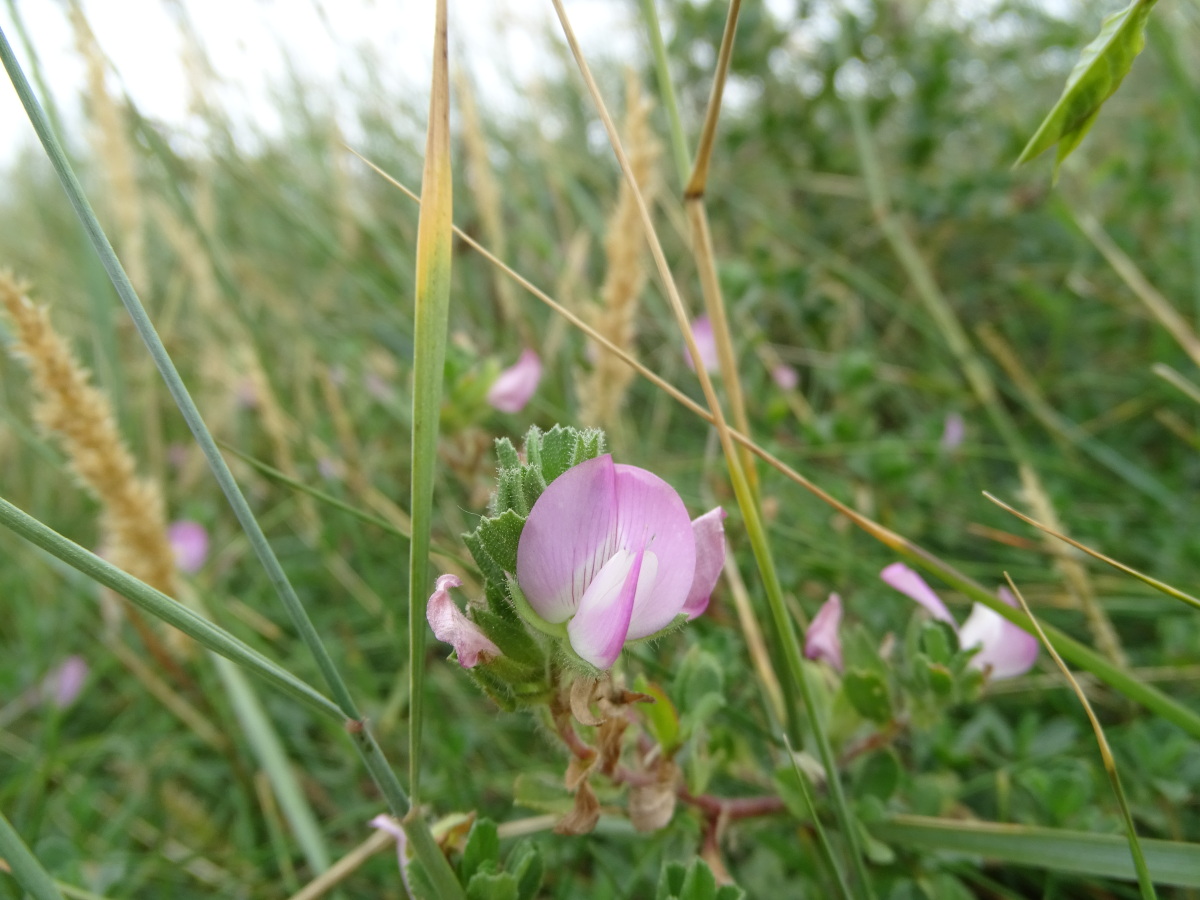 Diapositive Vesce commune (Vicia sativa)  (2).jpeg 