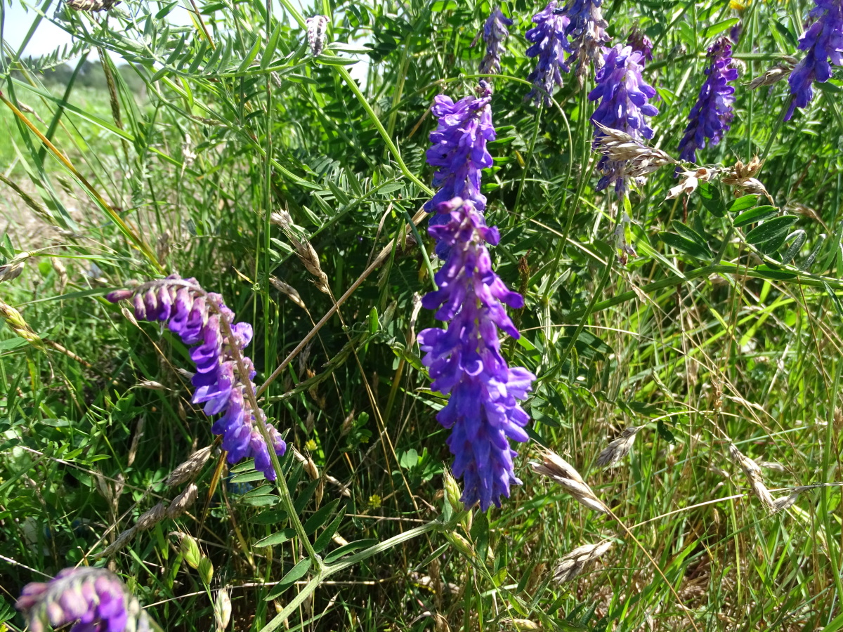 Diapositive Vesce cracca (Vicia cracca) (1).jpeg 