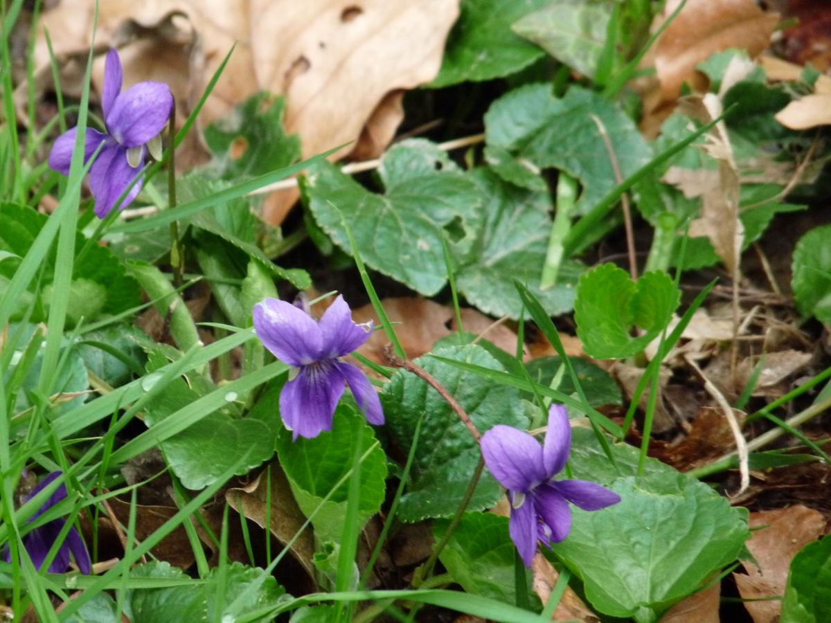 Diapositive Violette  odorante (Viola odorata L.) (1).jpeg 