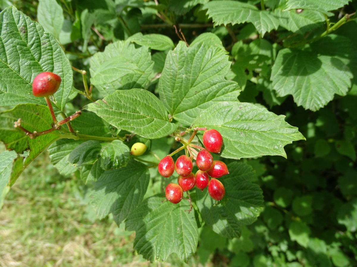 Diapositive Viorne obier (Viburnum opulus) (2).jpeg 