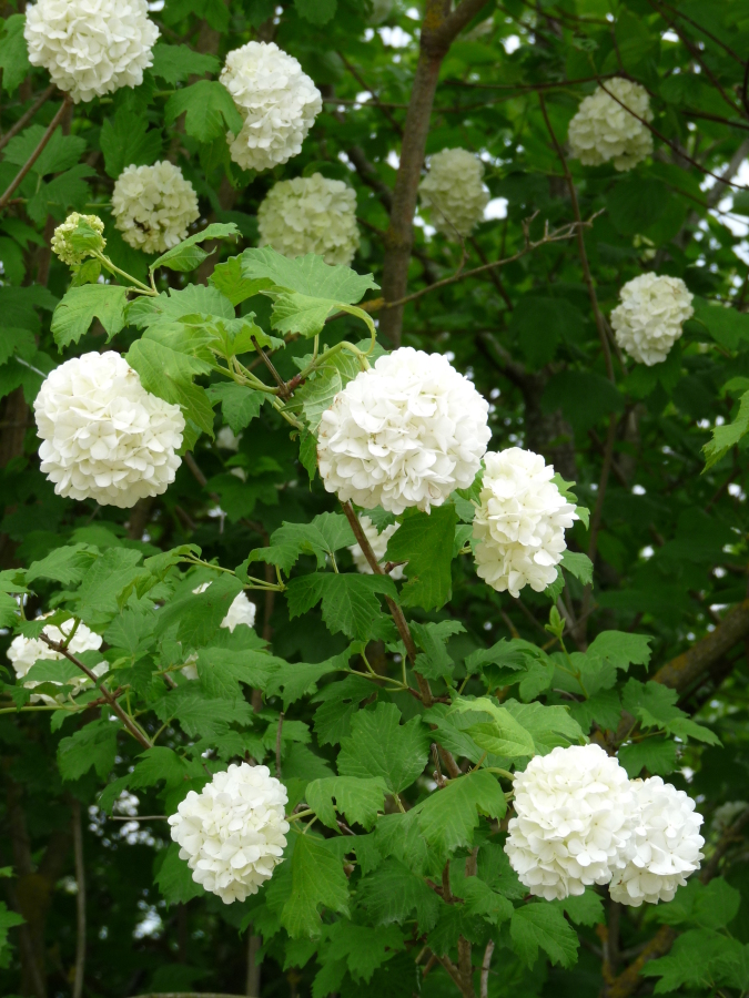 Diapositive Viorne obier (Viburnum opulus).jpeg 