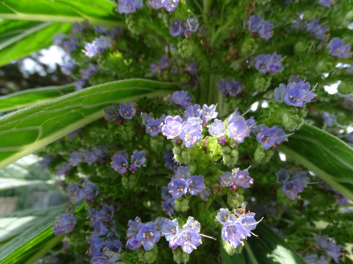 Diapositive Viperine des Canaries (Echium Pininana) (1).jpeg 