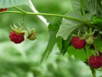 Vignette Framboisier (Rubus idaeus).jpeg 