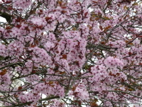 Vignette Prunus.jpeg 