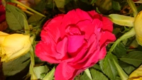 Vignette Rose (rouge !).jpeg 