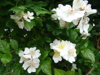 Vignette Rosier multiflore (Rosa multiflora) (2).jpeg 