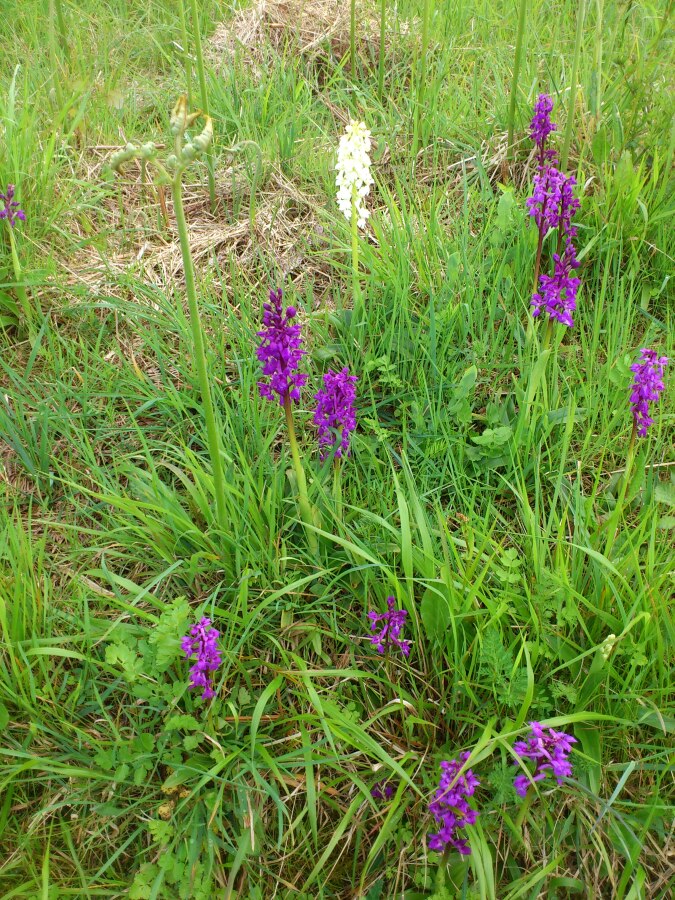 Diapositive 06++Orchis d'Occitanie.jpeg 