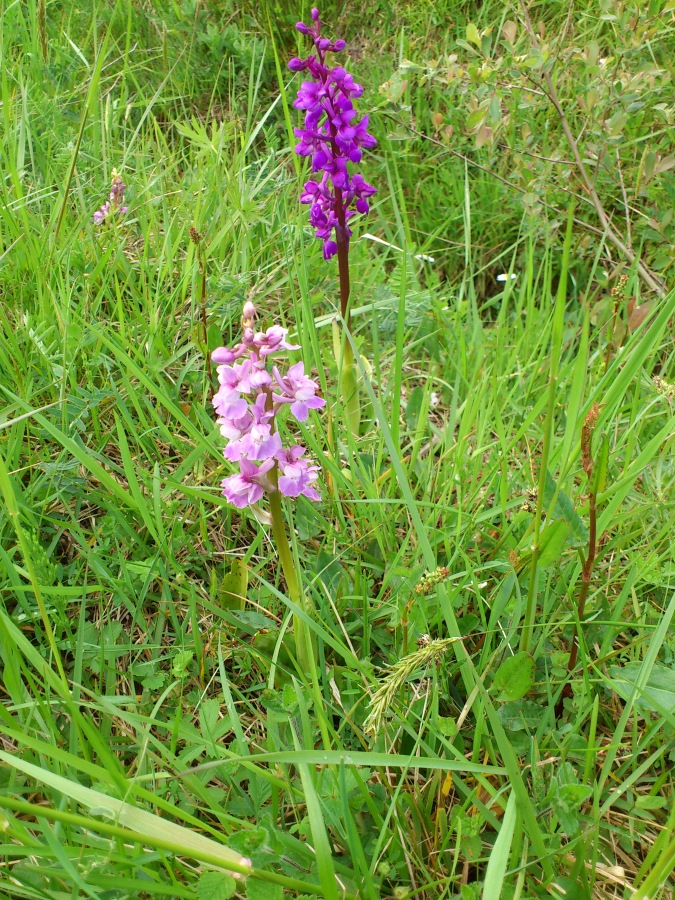 Diapositive 07++Orchis d'Occitanie.jpeg 