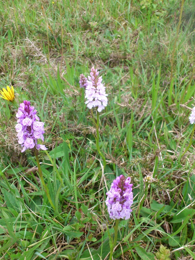 Diapositive 10++Orchis de Fuchs.jpeg 