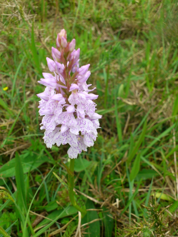 Diapositive 11++Orchis de Fuchs.jpeg 