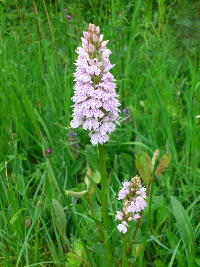 Diapositive 12++Orchis de Fuchs.jpeg 