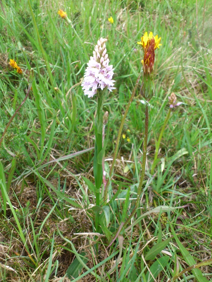 Diapositive 13++Orchis de Fuchs.jpeg 