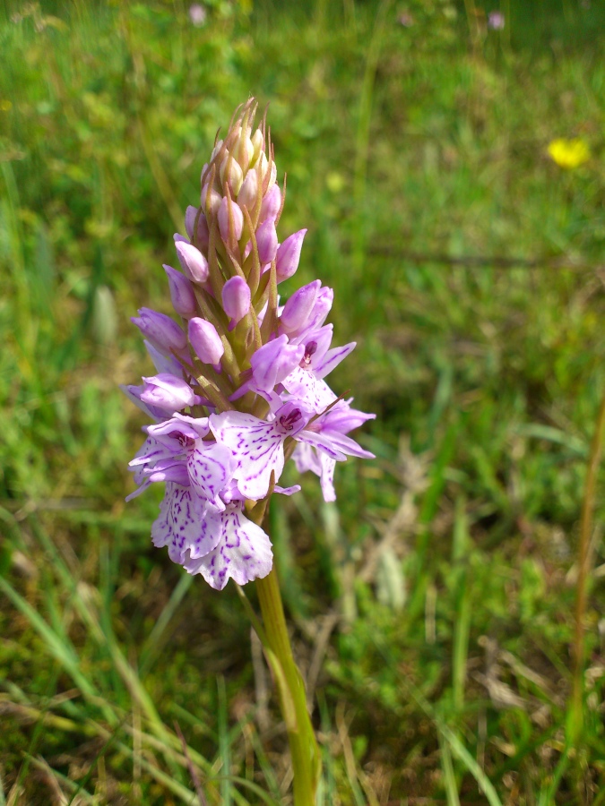 Diapositive 14++Orchis de Fuchs.jpeg 