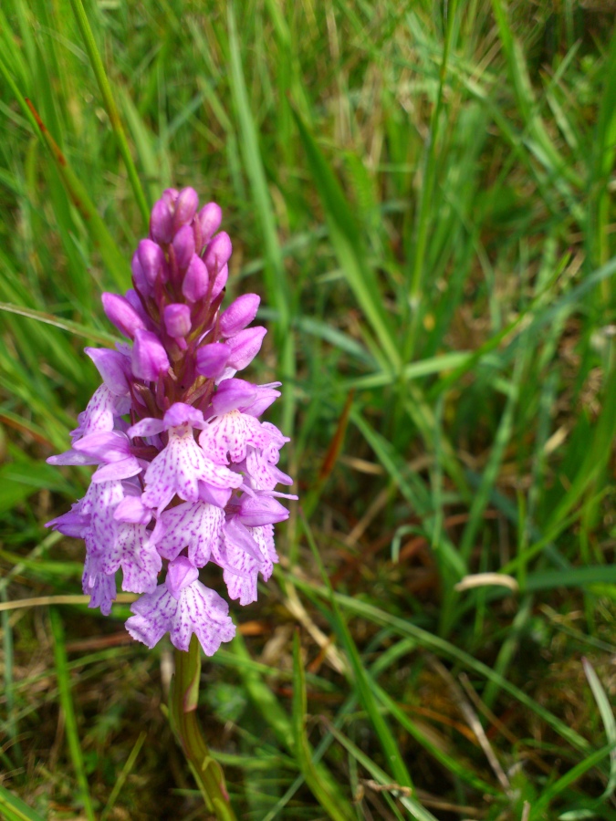 Diapositive 15++Orchis de Fuchs.jpeg 