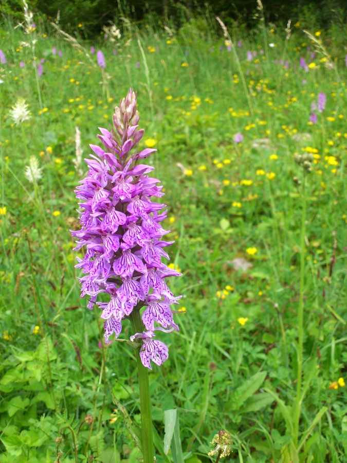 Diapositive 16++Orchis de Fuchs.jpeg 