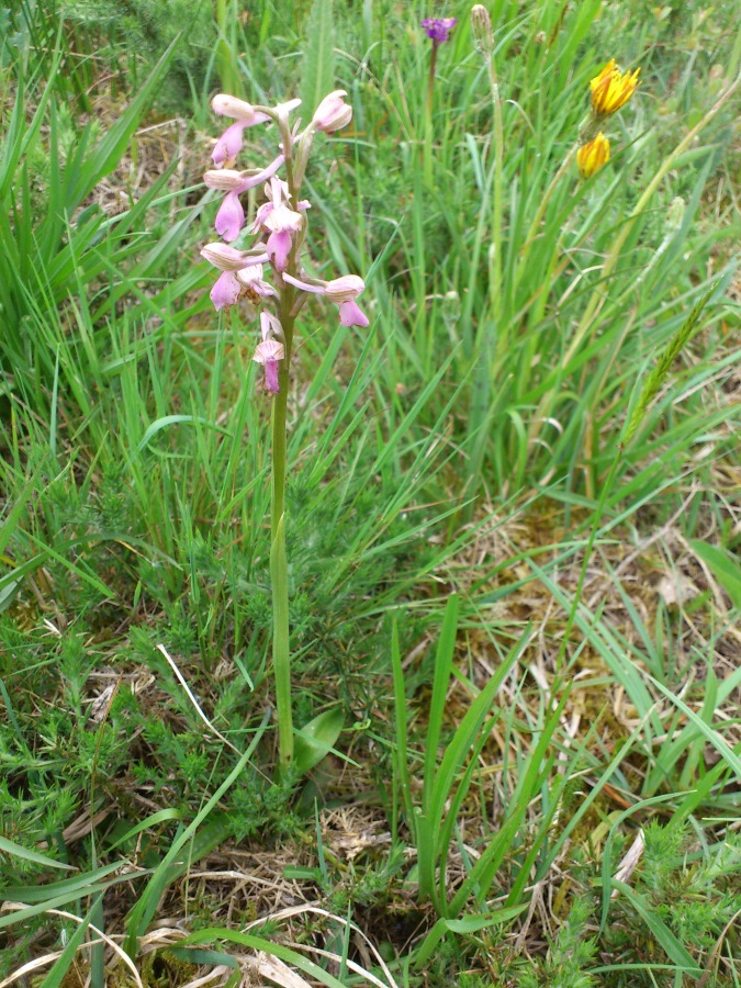 Diapositive 17++Orchis à fleurs lâches.jpeg 