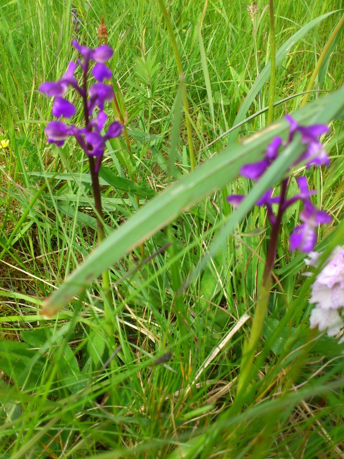 Diapositive 18++Orchis à fleurs lâches.jpeg 