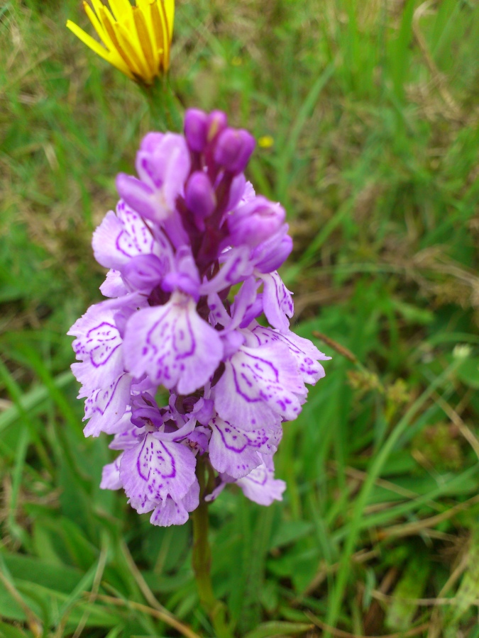 Diapositive 19++Orchis maculé.jpeg 