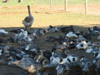 Vignette 1++Foie gras sur pattes.jpeg 